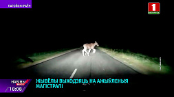 Внимание: на дорогах олени!