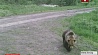 Приграничную деревушку в Витебском районе терроризирует медведь