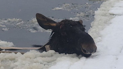 В Миорах лось провалился под лед - спасатели пришли на помощь