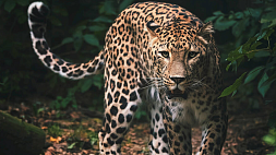 ЧП средь бела дня: в Индии леопард напал на людей в здании суда