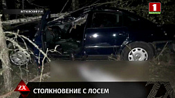 В Ветковском районе после столкновения с лосем погиб водитель