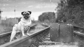 Собака выбежала на пути и утянула под поезд хозяйку