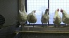 Над Европой нависла угроза птичьего гриппа