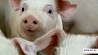 К 2015 году Минская область полностью восстановит объемы производства свинины