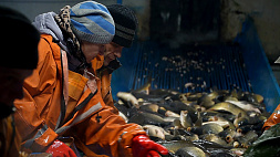 Все о рыбхозах расскажем в новой серии проекта "Беларусь созидающая"