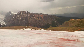 Из-за цветения водорослей порозовел ледник в Республике Алтай 