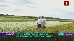 Белорусские ученые-аграрии предлагают новые сорта сельхозкультур на замену импортным 
