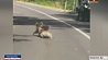 Две коалы устроили драку прямо на проезжей части 