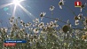 В совхозе "Большое Можейково" под цветки ромашки выделено более 300 гектаров