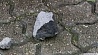 В Дании обнаружены фрагменты разорвавшегося в небе метеорита