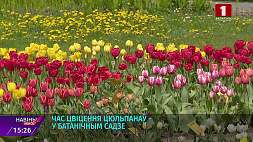 Тюльпаны зацвели в Ботаническом саду