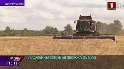 Урожайный сезон в Борисовском районе: сколько убрали зерновых?