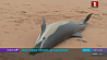 На побережье Намибии обнаружили почти 90 мертвых дельфинов