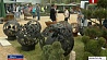В Минске проходит фестиваль ландшафтного дизайна "Садовый переполох"