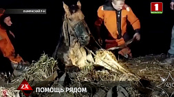 Бойцы МЧС вытащили лошадь из болота в Ошмянском районе