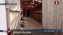 В Могилевской области установлена преступная схема сокрытия падежа скота и птицы