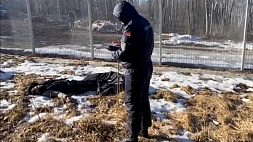 Белорусские пограничники обнаружили тела двух жертв "миграционной зачистки" ЕС