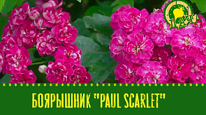 Боярышник "Paul scarlet" | Интенсивные и экстенсивные зеленые крыши