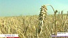 Полтора миллиона тонн зерна в закромах Центрального региона