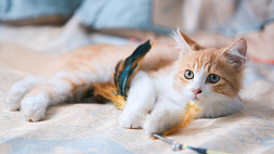 Обязательное чипирование кошек и собак могут ввести в Беларуси
