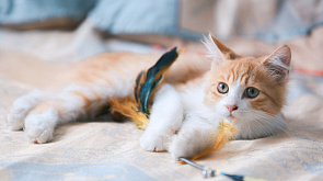 Обязательное чипирование кошек и собак могут ввести в Беларуси