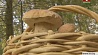 В Минской области участились случаи отравления грибами