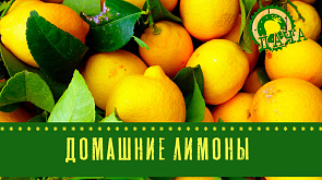 Домашние лимоны | Когда сажать тюльпаны