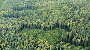 Три человека потерялись за сутки в лесах Беларуси: поиски одной женщины продолжаются