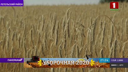 Уборачная-2020. Як аграрыі краіны б'юць хлебныя рэкорды