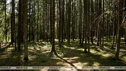 В 25 районах Беларуси введены запреты и ограничения на посещения лесов 