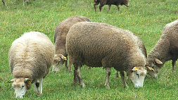 Овцеводство, кролиководство и крупный рогатый скот - все на базе одного хозяйства развивают в Гродненском районе 