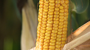 Уборка кукурузы на силос продолжается в хозяйствах Минской области