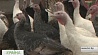 Фермеры Дрибинского района делают уклон на птицеводство