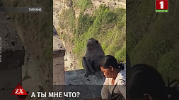В Таиланде обезьяна украла у женщины мобильник, что заставило воровку вернуть гаджет? 