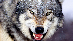 Волчица держала в страхе целую деревню в Мозырском районе. Чем закончилась история 