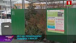 В Минске собирают сосны на переработку 