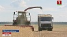 Сельхозорганизациям Минской области осталось убрать 1 % площадей 