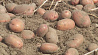 Сорта картофеля белорусской селекции превосходят импортные аналоги