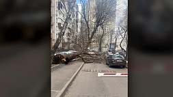 В Москве в результате  урагана погибли 2 человека, 19 пострадали 