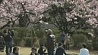 Япония утопает в цветах сакуры 