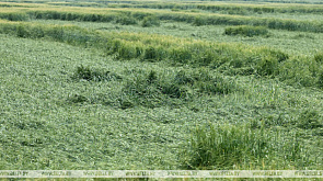 В Беларуси из-за непогоды пострадали около 16 тыс. га посевов