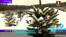 В лесхозах Беларуси готовятся к хвойному ажиотажу