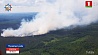 Ситуация с лесными пожарами в Минской области под контролем