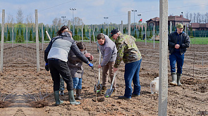 Президент Беларуси трудился на субботнике - Александр Лукашенко высаживал яблоневый сад на малой родине