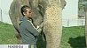 Минчанам удалось увидеть слонов прямо на улице