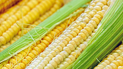 Качество и технологии - как аграрии Беларуси заготавливают кукурузу на силос