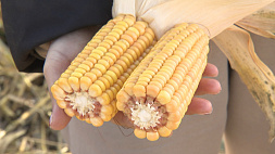 Уборка кукурузы продолжается в Минской области
