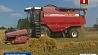 В Гомельской области намолочено более 800  тысяч тонн зерна