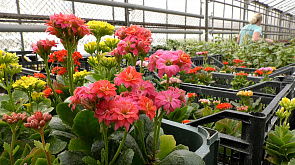 Более миллиона цветов украсят Витебск в этом году