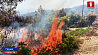 В Греции арестовали подозреваемых в поджогах лесов